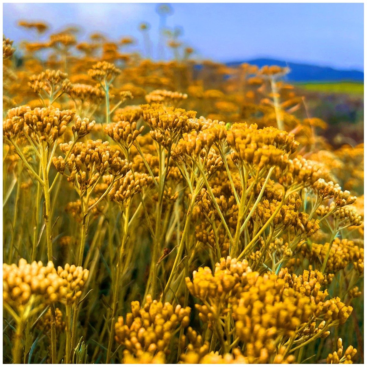 Fleurs d'hélichryse (immortelle) en Provence