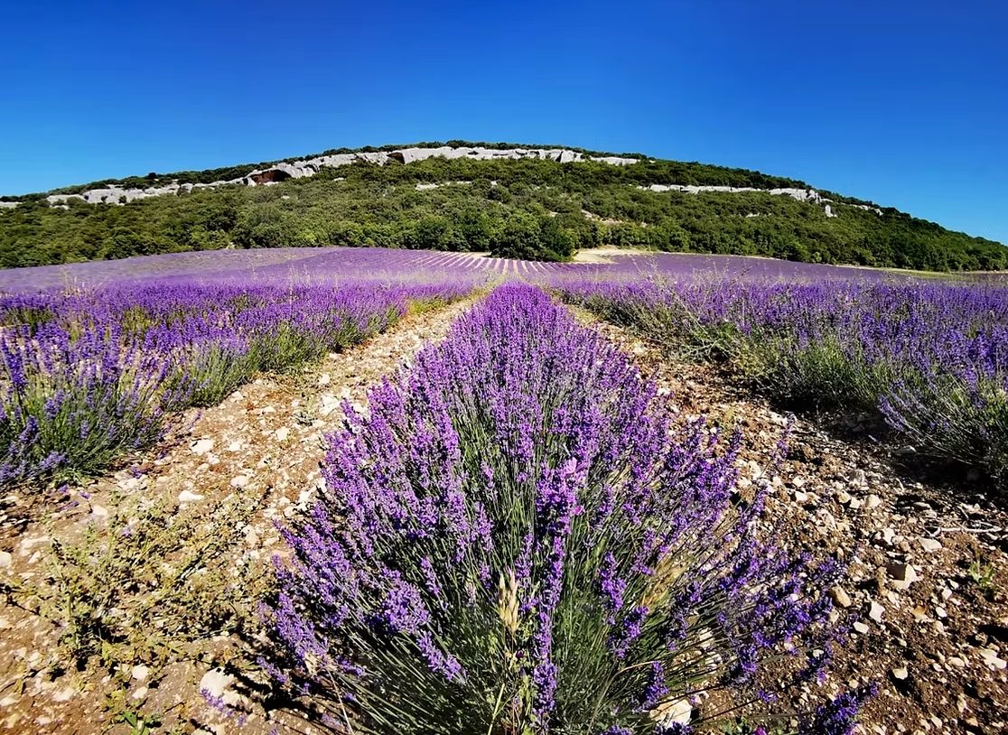Rangs de lavande au pied d'une colline provençale