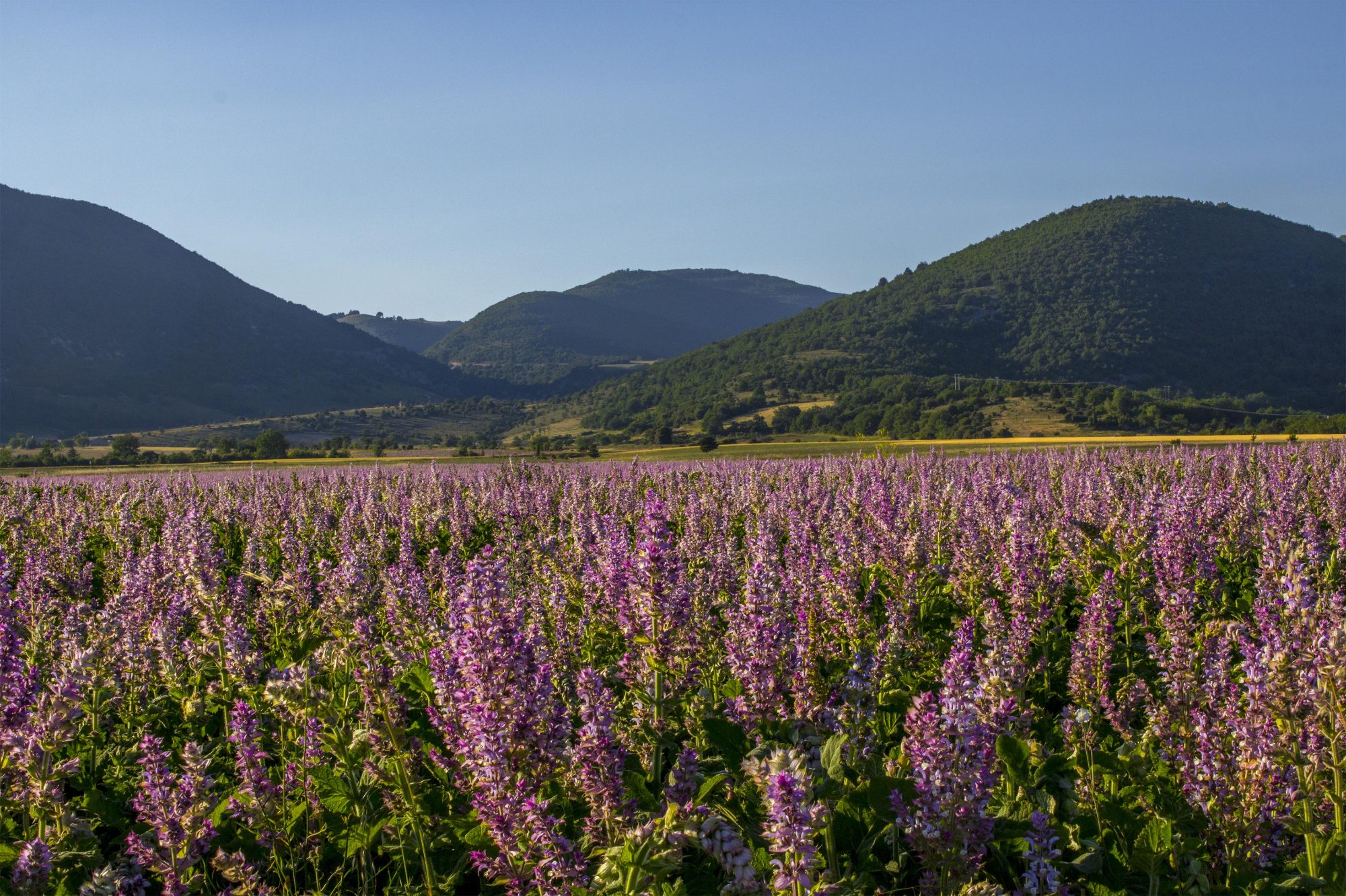 Champ de sauge sclarée en fleurs au pied des collines